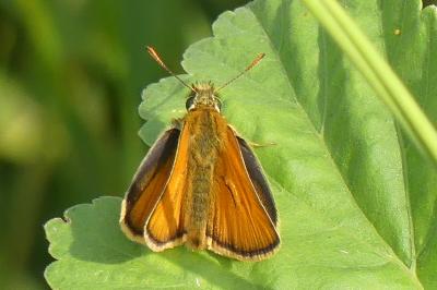<i>Thymelicus sylvestris</i>