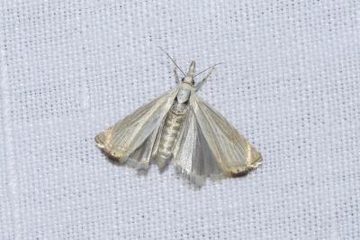 <i>Chrysoteuchia culmella</i>