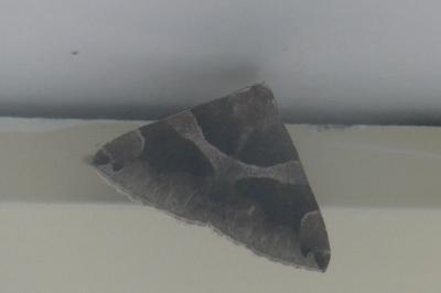 <i>Dysgonia algira</i>