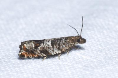 <i>Ancylis achatana</i>