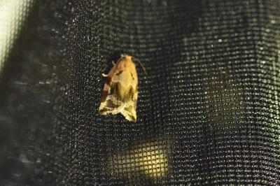 <i>Archips xylosteana</i>