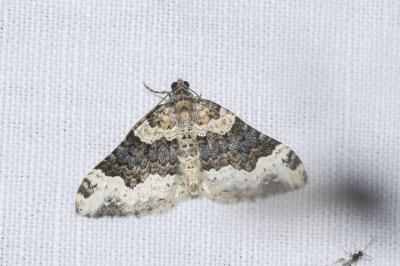 <i>Epirrhoe galiata</i>