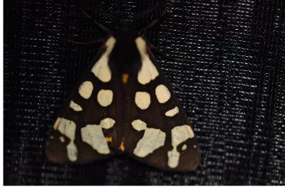 <i>Arctia villica</i>