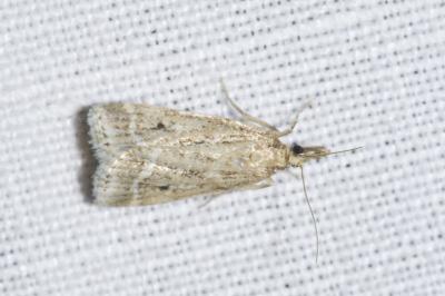 <i>Eudonia pallida</i>