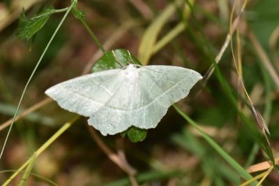 <i>Campaea margaritaria</i>
