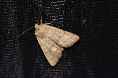 <i>Charanyca trigrammica</i>