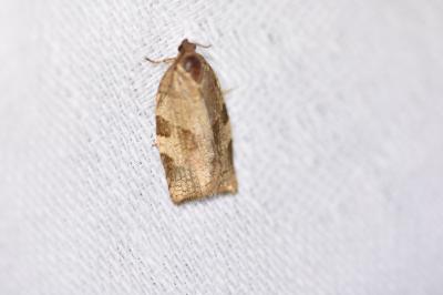<i>Choristoneura hebenstreitella</i>