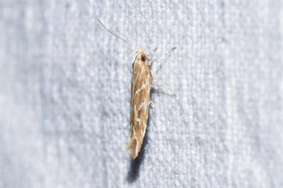 <i>Pyroderces argyrogrammos</i>