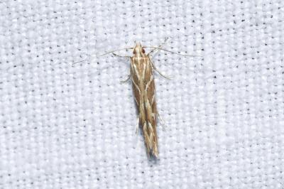<i>Pyroderces argyrogrammos</i>