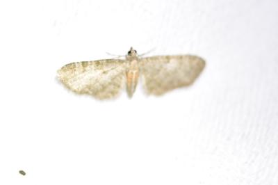 <i>Eupithecia haworthiata</i>