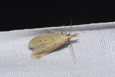 <i>Ematheudes punctella</i>