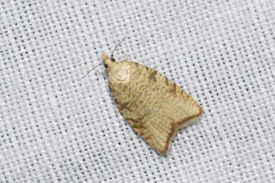 <i>Aleimma loeflingiana</i>
