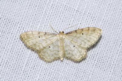 <i>Idaea fuscovenosa</i>