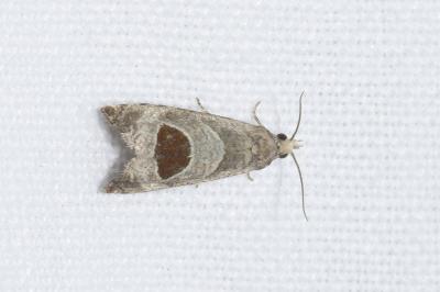 <i>Notocelia uddmanniana</i>