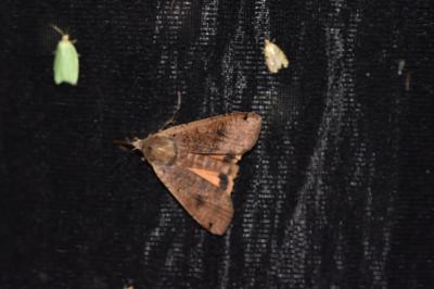 <i>Noctua pronuba</i>