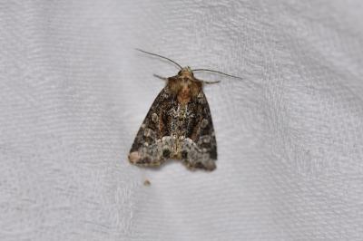 <i>Oligia strigilis</i>