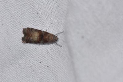 <i>Phycita roborella</i>