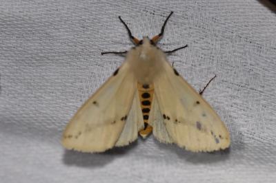 <i>Spilarctia lutea</i>