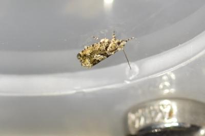 <i>Zeiraphera isertana</i>
