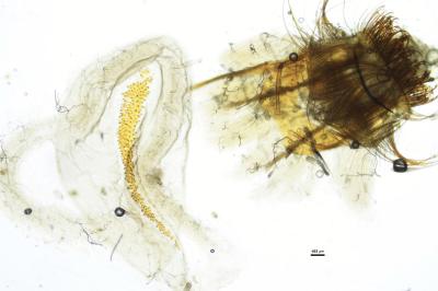 <i>Cnephasia asseclana</i>