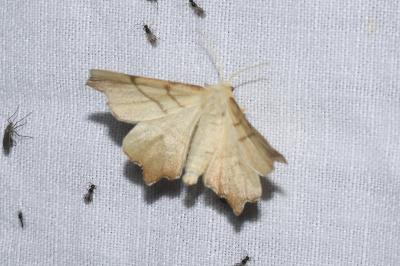 <i>Ennomos erosaria</i>