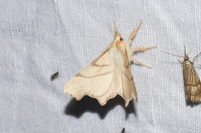 <i>Ennomos erosaria</i>