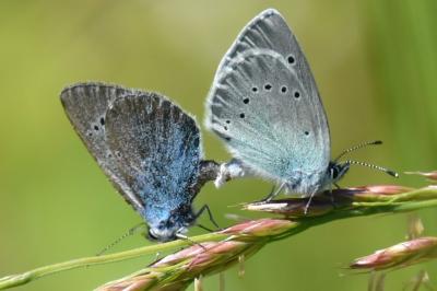 <i>Glaucopsyche alexis</i>