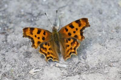 <i>Polygonia c-album</i>