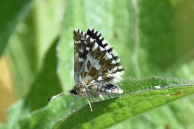 <i>Pyrgus malvae</i>
