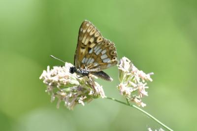 <i>Hamearis lucina</i>