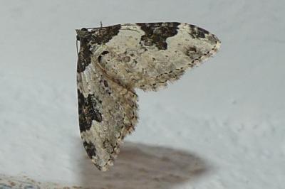 <i>Xanthorhoe fluctuata</i>