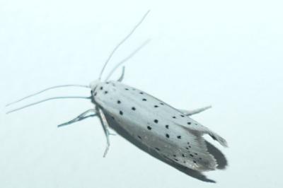 <i>Yponomeuta</i>