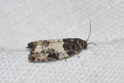 <i>Gypsonoma sociana</i>