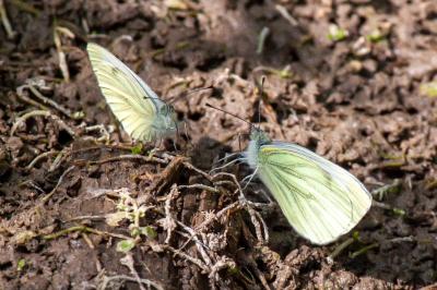 <i>Pieris napi</i>