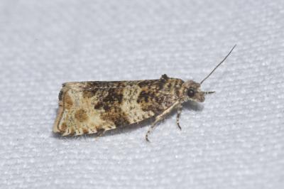 <i>Orthotaenia undulana</i>