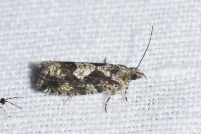 <i>Zeiraphera isertana</i>