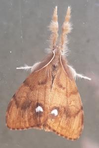 <i>Orgyia antiqua</i>