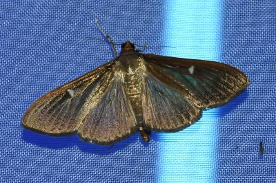 <i>Cydalima perspectalis</i>