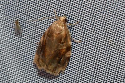 <i>Archips xylosteana</i>