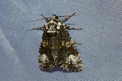 <i>Craniophora ligustri</i>