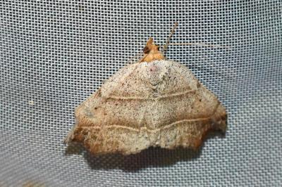 <i>Laspeyria flexula</i>