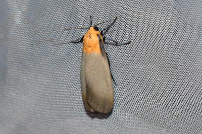 <i>Lithosia quadra</i>