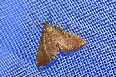 <i>Endotricha flammealis</i>