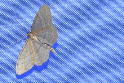<i>Idaea macilentaria</i>