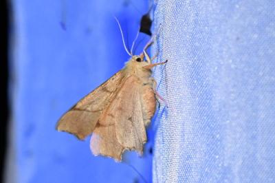 <i>Ennomos erosaria</i>