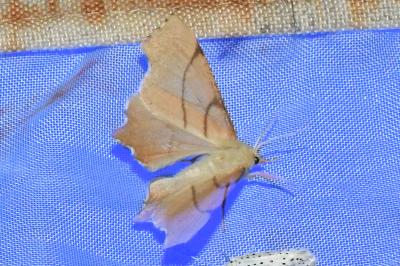 <i>Ennomos erosaria</i>