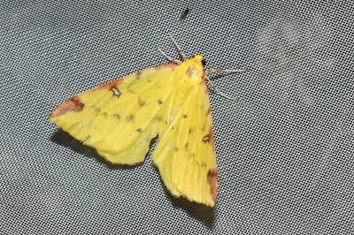 <i>Opisthograptis luteolata</i>