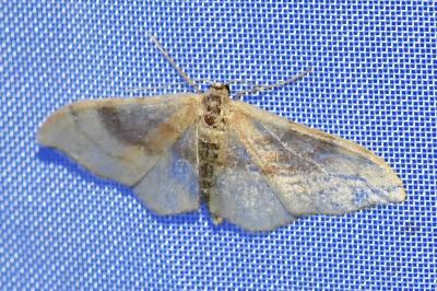 <i>Idaea degeneraria</i>