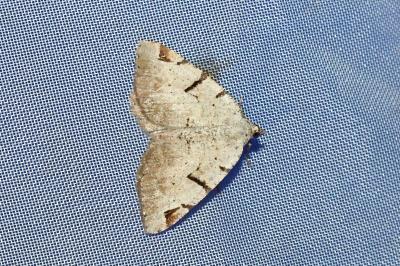 <i>Macaria wauaria</i>