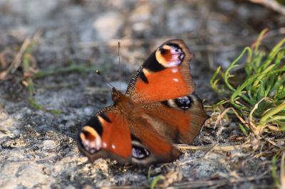 <i>Aglais io</i>